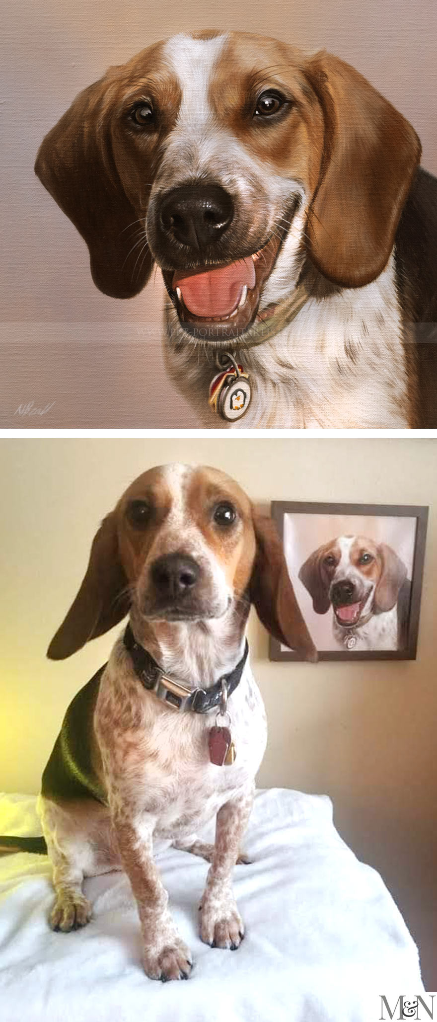 Beagle Pet Portrait in Oils on canvas commissioned USA