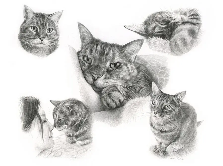 Gilli - A treasured feline friend's precious moments Gilli's tender Life Story drawing capturing this sweet cat's personality in beautiful detail