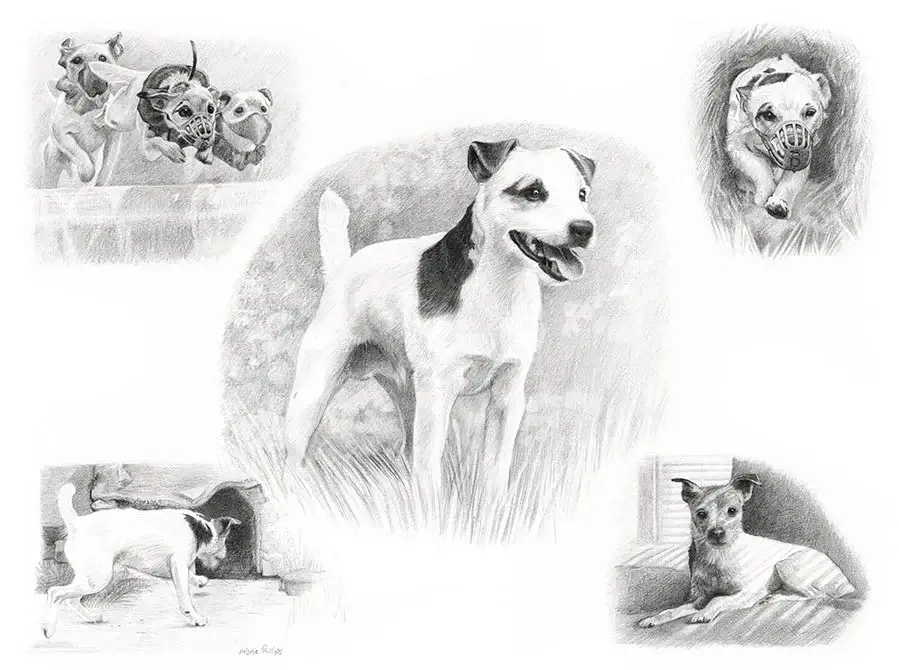 Dean - A charming Jack Russell's endearing personality Dean's charming Life Story drawing highlighting this lovable Jack Russell's unique character