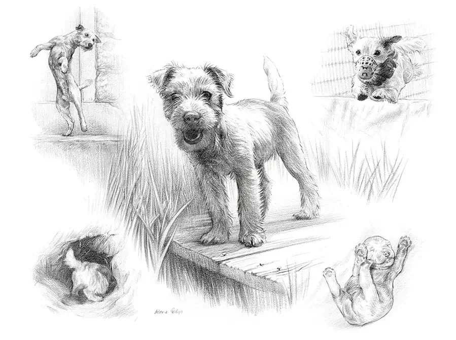 Holden - A spirited Jack Russell's adventure in art Holden's spirited Life Story drawing capturing this lively Jack Russell's playful nature