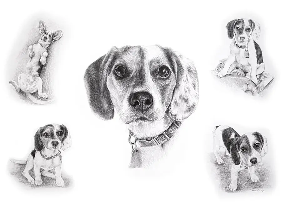 Vera - A gentle soul's story told through art Vera's gentle Life Story drawing showing this dear Beagle's endearing expressions