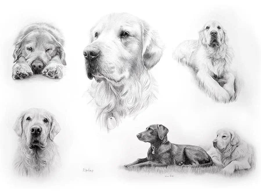Kipling – Golden Retriever Life Story Portrait Drawing Kipling the Golden Retriever drawn in a Life Story pencil portrait by Melanie Phillips, showing his life in detail.