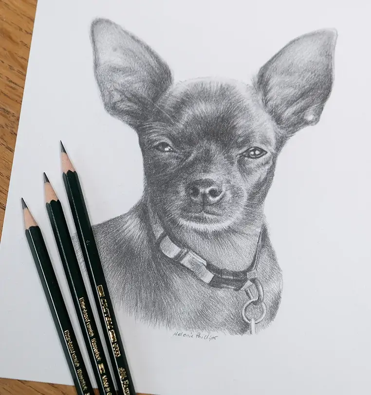 Memorial dog portrait in pencil showing loving eyes and personality, by Melanie Phillips