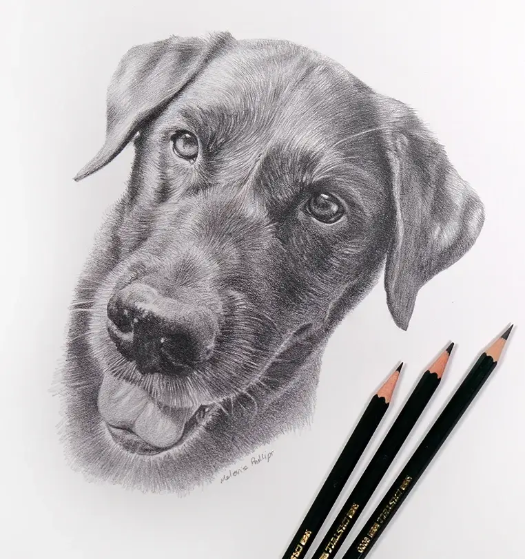 Memorial dog portrait in pencil showing joyful personality, heartwarming tribute by Melanie Phillips