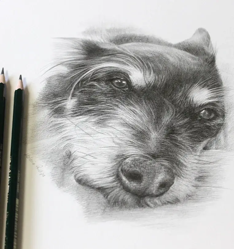 Memorial dog portrait in pencil, touching tribute by Melanie Phillips
