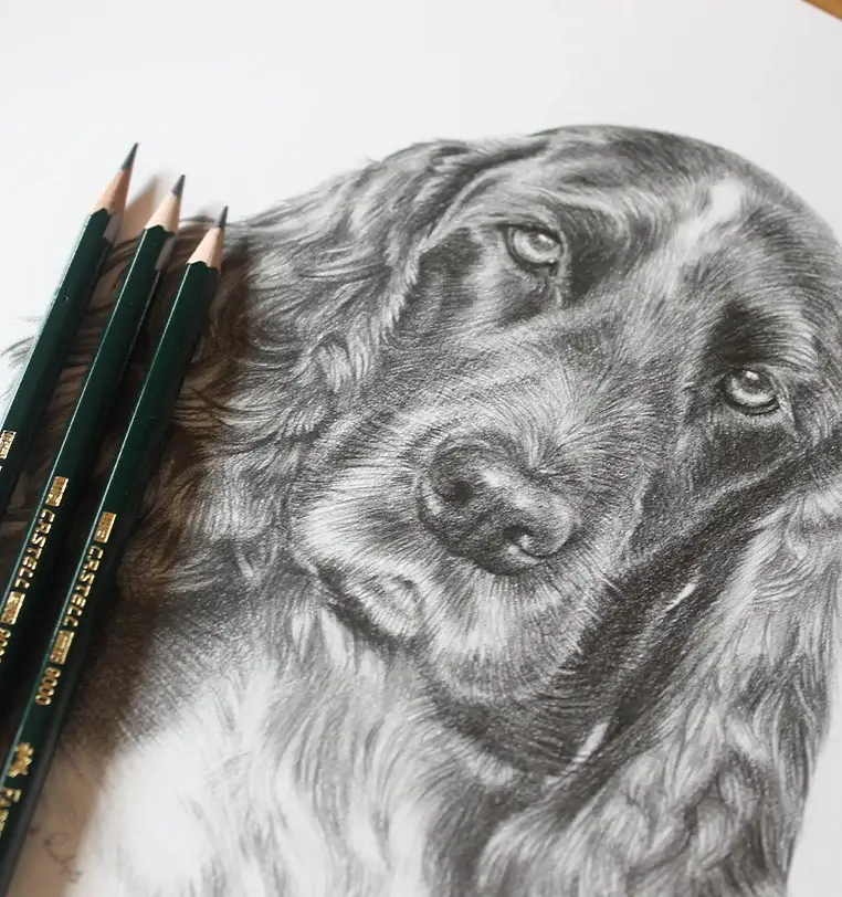 Memorial cat portrait in pencil showing personality and character, by Melanie Phillips