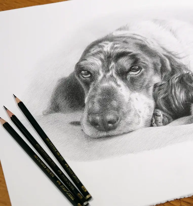 Memorial dog portrait in pencil capturing gentle spirit, touching tribute by Melanie Phillips