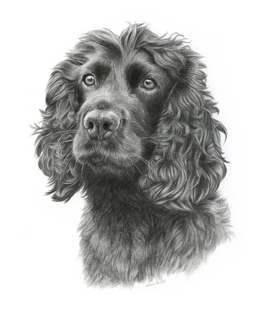 Brodie the Spaniel – Pet Portrait Pencil portrait of Brodie, a Spaniel, in a classic hand-drawn style.