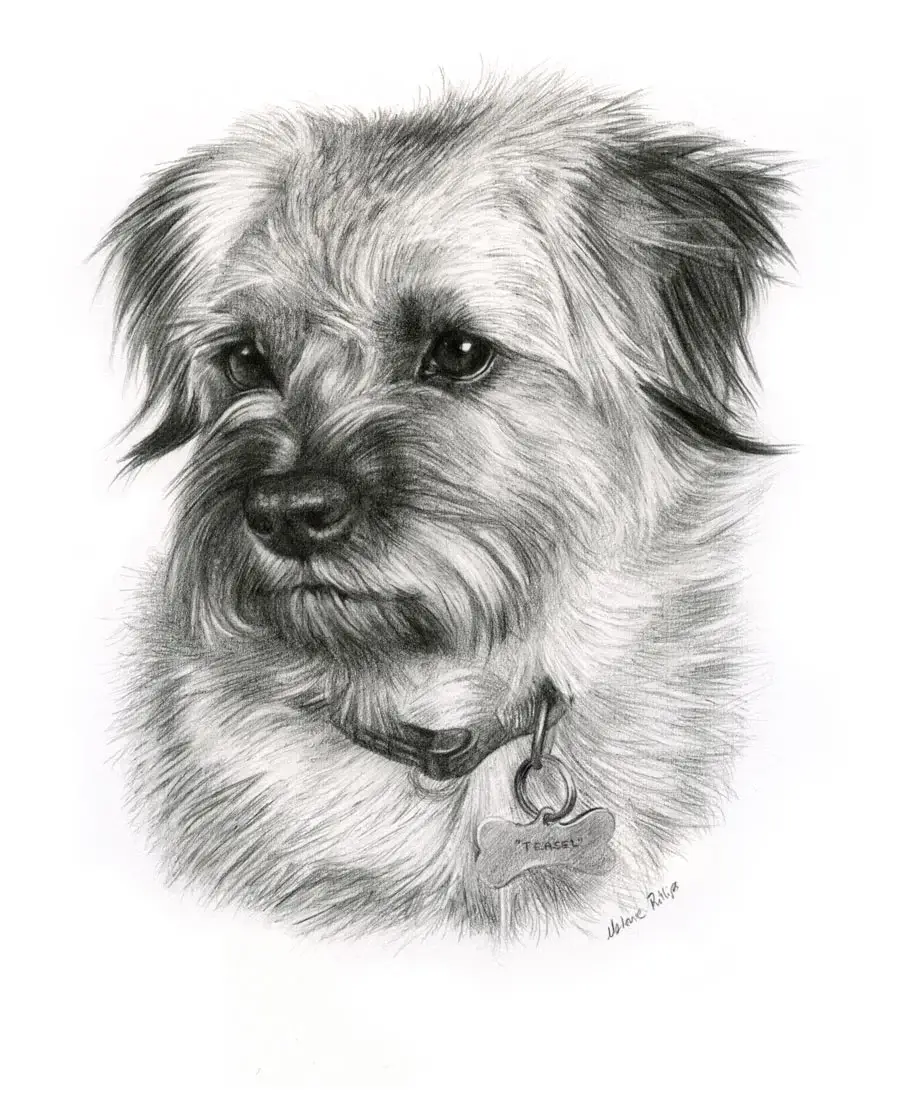 Teasel the Dog – Pencil Pet Portrait Pencil portrait of Teasel, a dog, capturing her playful expression.