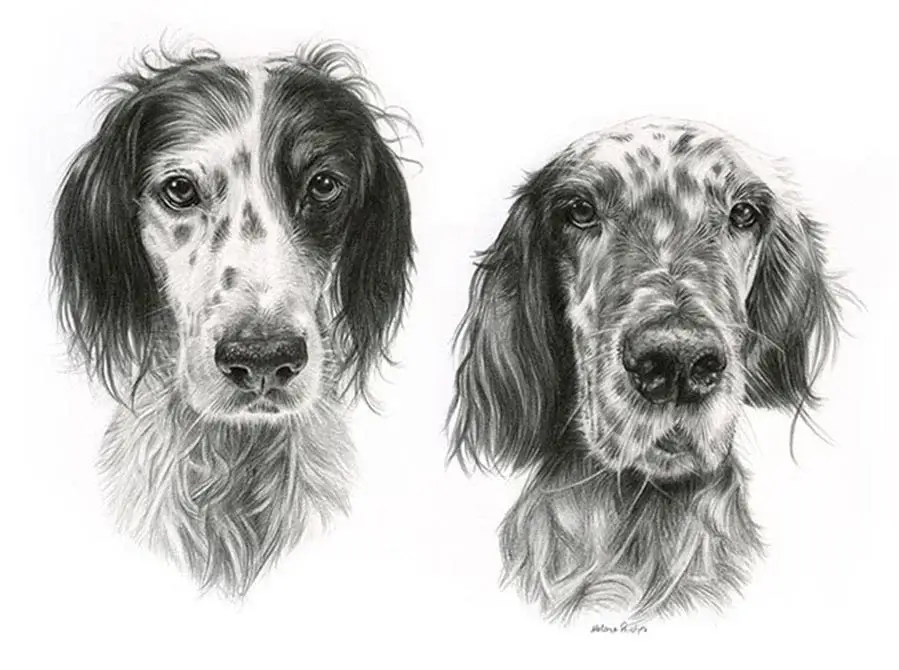 Violet and Gil – Dog Portraits Pencil portrait of Violet and Gil, two English Setters, in a dynamic composition.