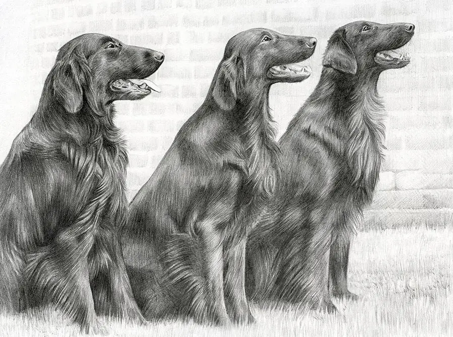 Jenson, Liffey, and Forrest – Flat Coated Retriever Pencil Portraits Pencil portrait featuring Jenson, Liffey, and Forrest, three Flat Coated Retrievers.