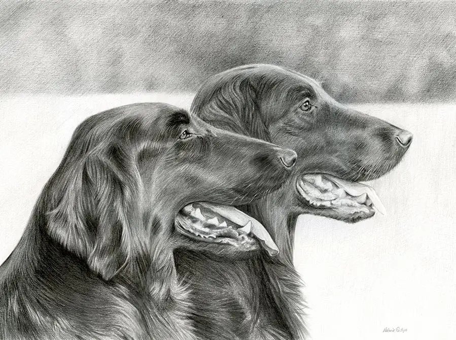 Maddie and Jacob – Flat Coated Retrievers Pet Portraits Pencil portrait of Maddie and Jacob, two Flat Coated Retrievers, in a natural pose.