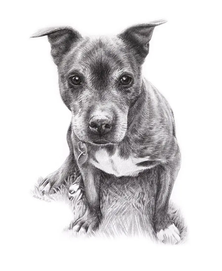 Stormy the Staffy – Traditional Hand-drawn Portrait Pencil drawing of Stormy, a Staffy, showcasing her strong features.