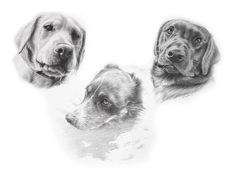 Winston, Alfie and Ziggy – Dog Pencil Pet Portraits Pencil portrait combining Winston, Alfie, and Ziggy, three dogs, in one detailed drawing.
