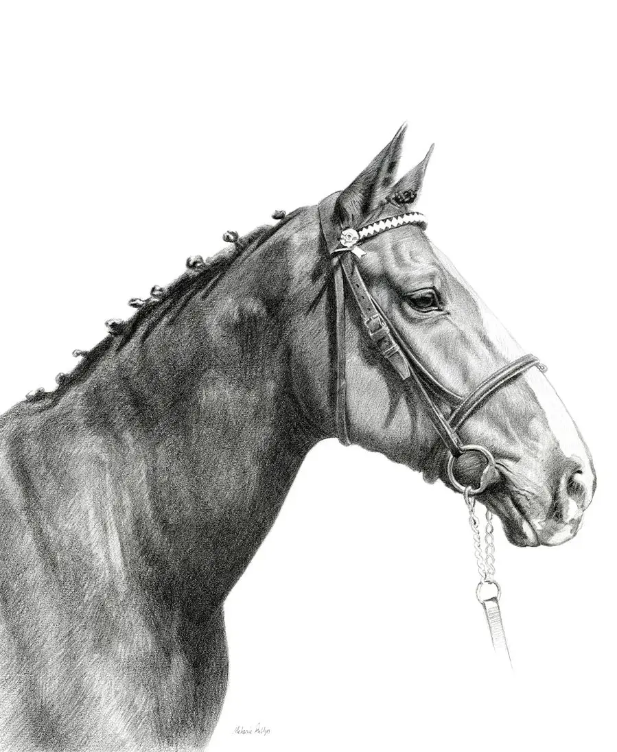 Jenkins the Horse – Portrait Pencil portrait of Jenkins, a horse, in a detailed and expressive style.
