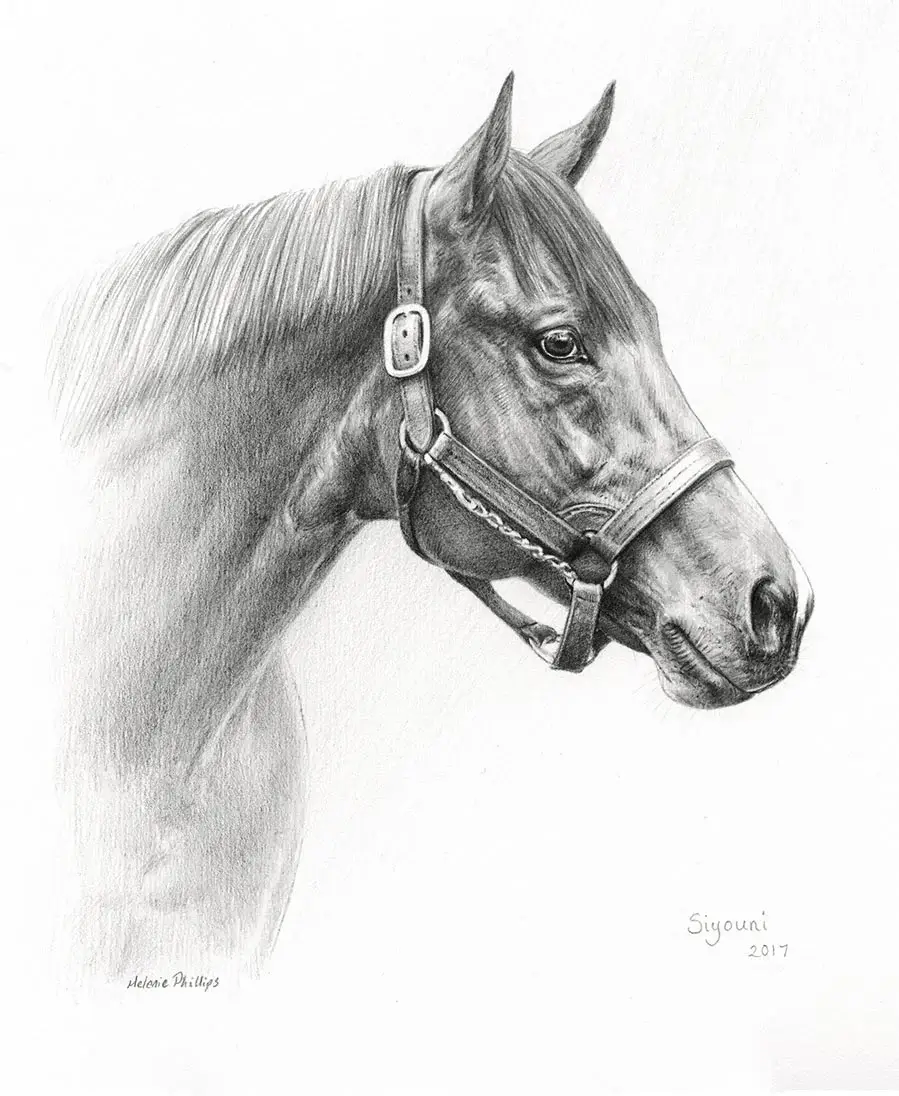 Siyoni – Horse Pet Portrait Pencil portrait of Siyoni, a horse, showcasing her elegant profile.