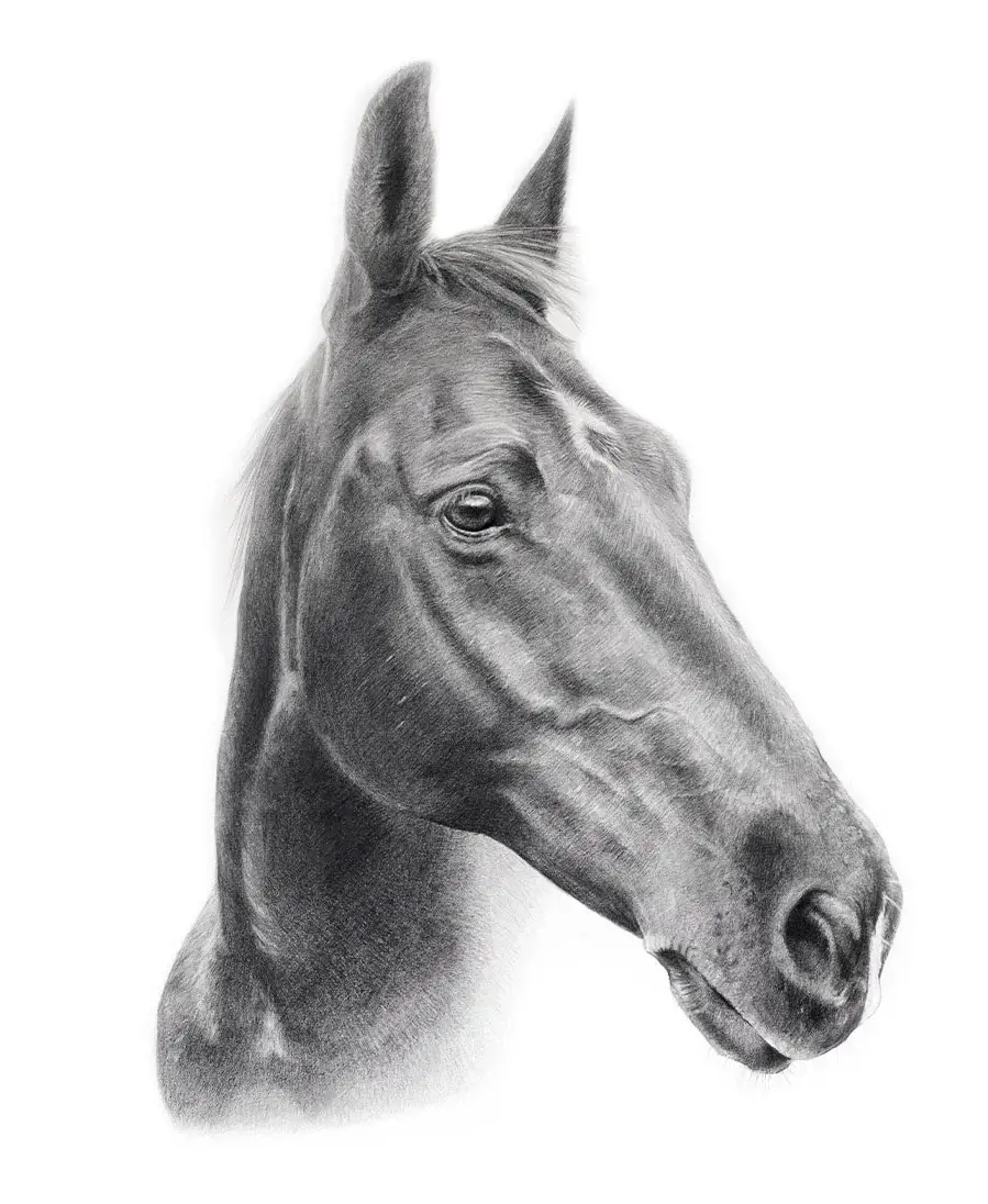 Flash – Horse Pet Portrait Pencil portrait of Flash, a horse, in a detailed hand-drawn style.