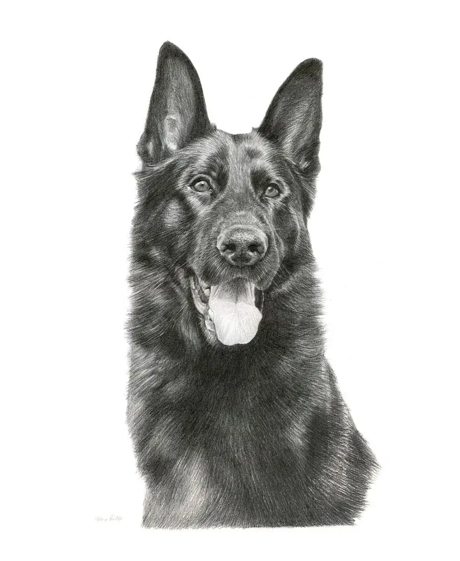Django the Dog – Portrait Pencil portrait of Django, a dog, in a realistic hand-drawn style.