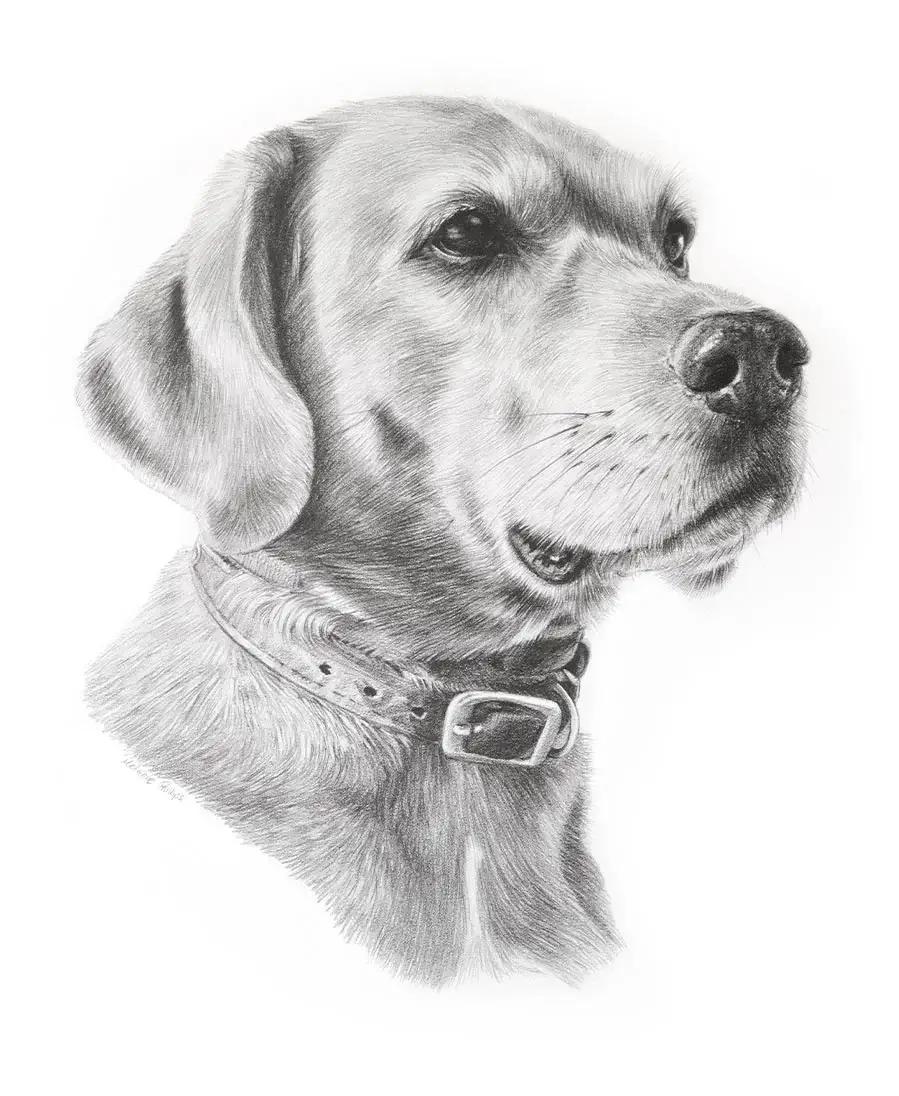 Rusty the Rhodesian Ridgeback – Pet Portrait Pencil portrait of Rusty, a Rhodesian Ridgeback, capturing his noble and strong presence.
