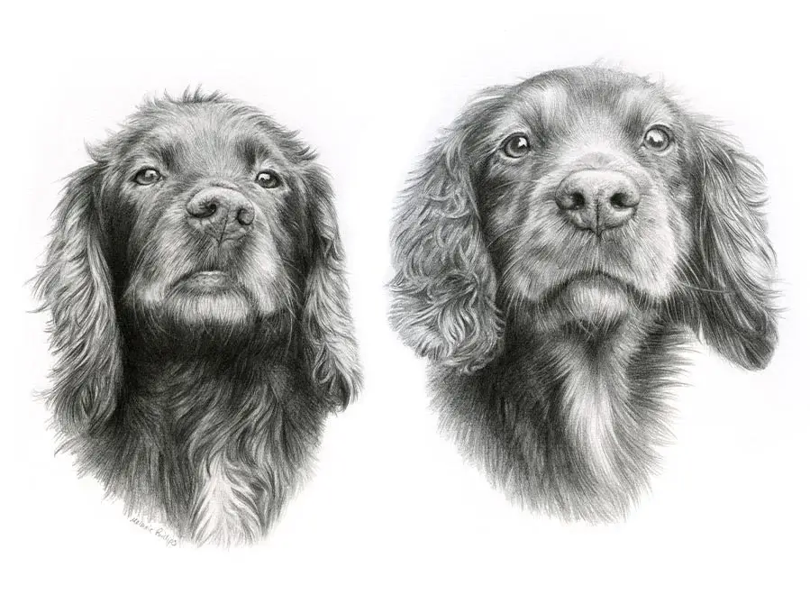 Jenny and Fern – Spaniel Pet Portraits in Pencil Pencil portrait of Jenny and Fern, two Spaniels, combined in one detailed drawing.