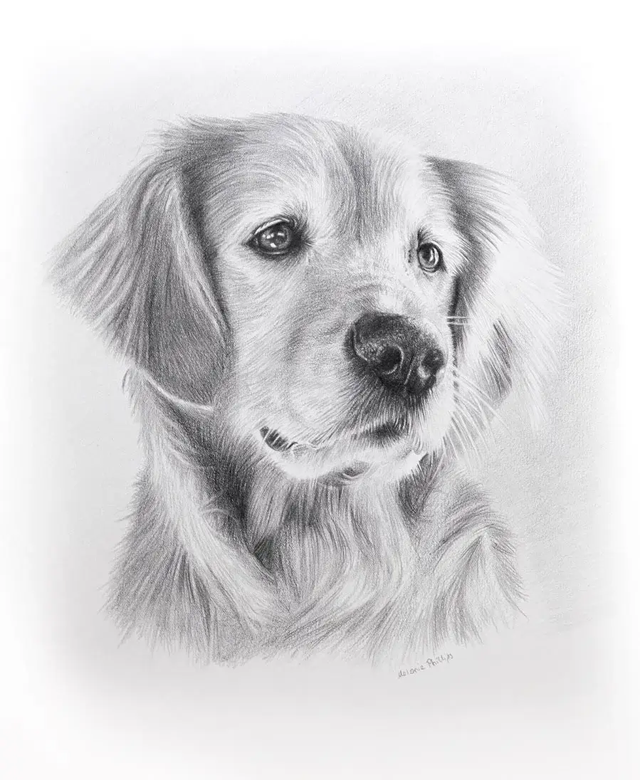 Sam the Golden Retriever – Hand-drawn Portrait Classic pencil portrait of Sam the Golden Retriever, hand-drawn by Melanie Phillips from a favourite photo, showing his expressive eyes.