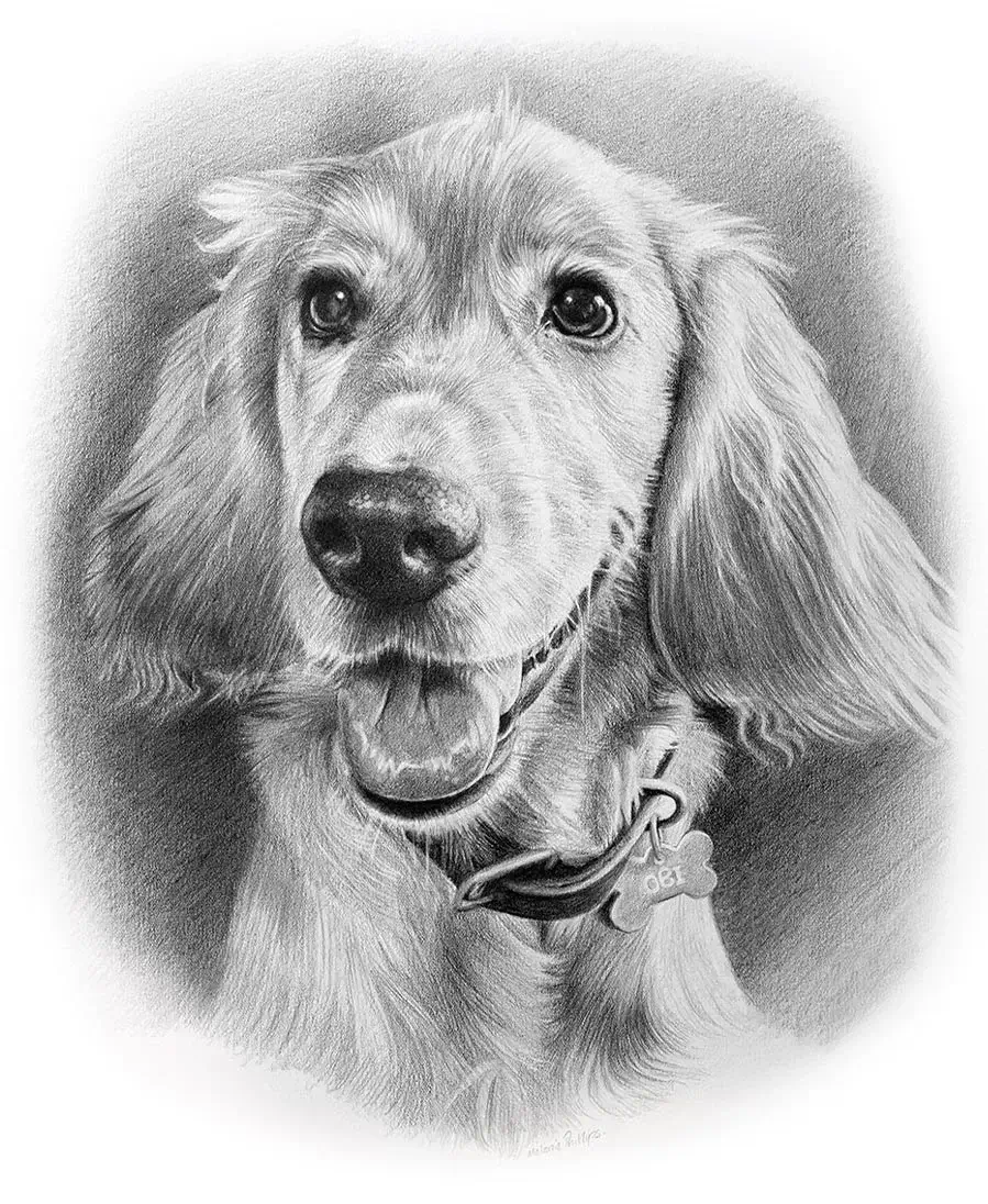 Obi the Golden Cockerpoo – Pencil Portrait by Melanie Phillips Golden Cockerpoo pencil portrait of Obi, hand-drawn in graphite by UK pet artist Melanie Phillips. The portrait captures Obi's friendly expression.