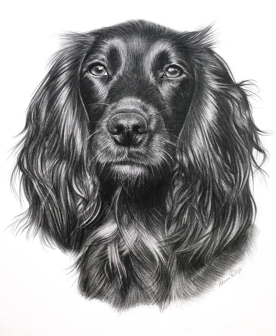Widgeon the Cocker Spaniel – Realistic Pencil Portrait Realistic pencil portrait of Widgeon the Cocker Spaniel, hand-drawn by UK artist Melanie Phillips, showing the dog's detailed fur.