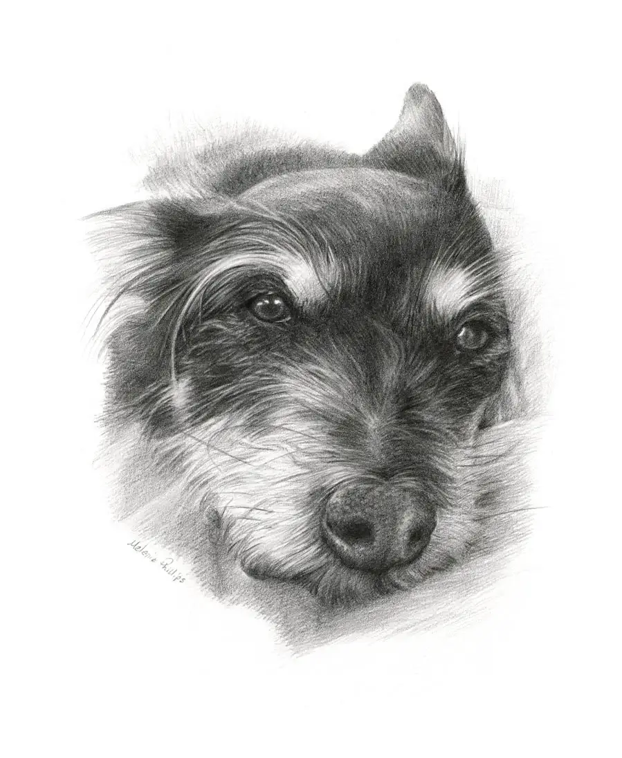 Biscuit the Terrier – Pencil Pet Portrait Detailed pencil portrait of Biscuit, a Terrier dog, showcasing fine fur details.