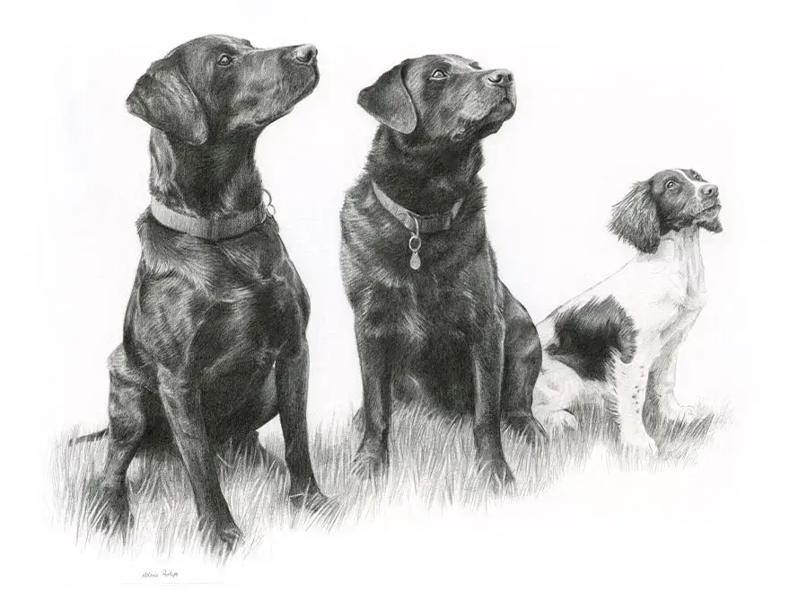 Dexter, Tui, and Purdey – Triple Pet Portraits Triple pencil portrait featuring Dexter, Tui, and Purdey, Black Labradors, in a single composition.