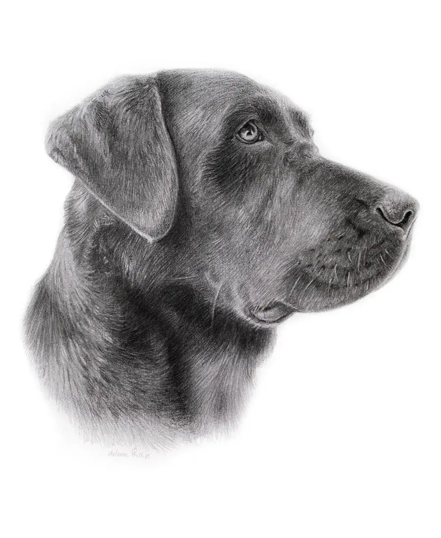 Ted the Black Labrador – Pencil Portrait Side profile pencil portrait of Ted, a Black Labrador, hand-drawn by Melanie Phillips.
