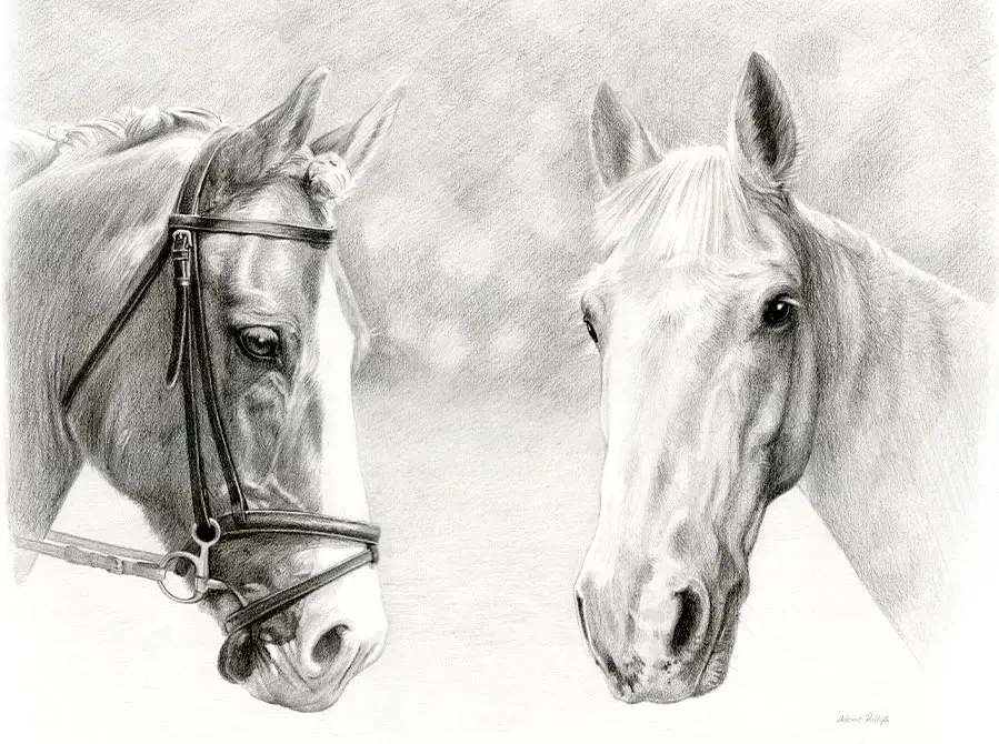 Monty and Duffy – Horse Pencil Pet Portrait Pencil portrait of Monty and Duffy, two horses, combined into one harmonious drawing.