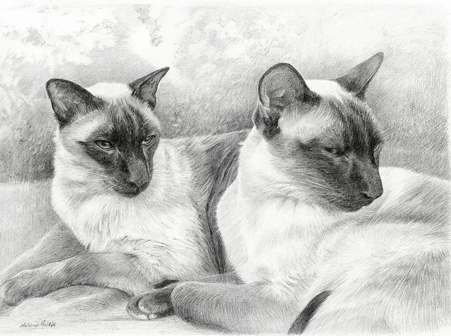Tai and Chi – Siamese Cat Pet Portraits Pencil portrait of Tai and Chi, two Siamese cats, elegantly captured together.