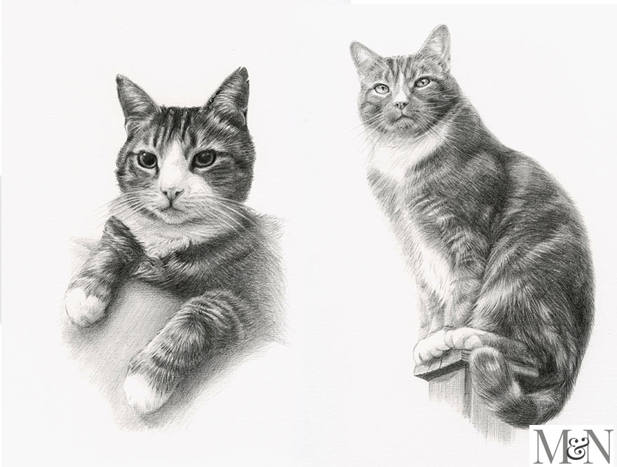 Cat Pet Portraits