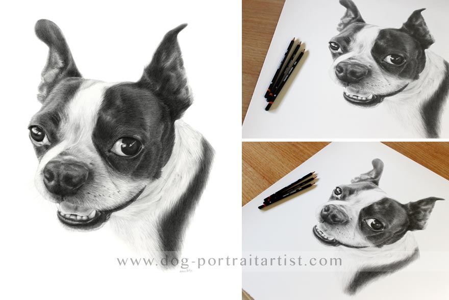 Dog Pet Portraits