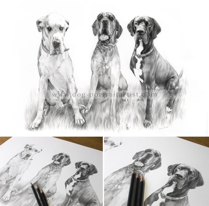 Dog Pet Portraits