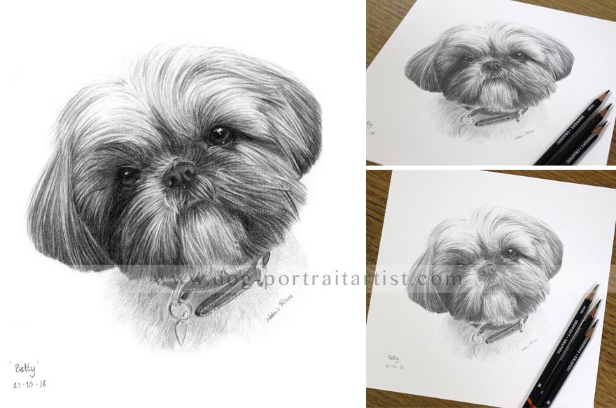 Dog Pet Portraits