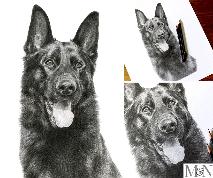 pet portraits pencils