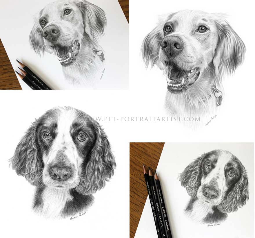 dog pet portraits