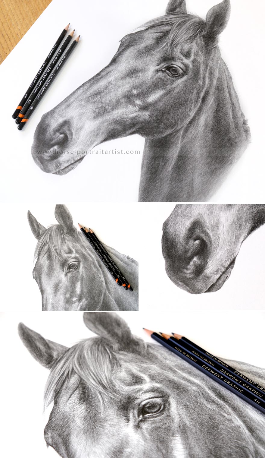 Horse Portrait