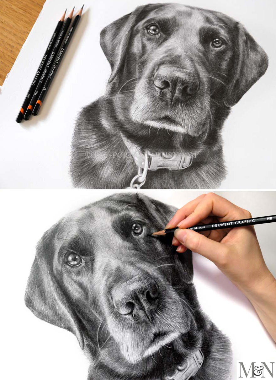 Pencil Pet Portraits