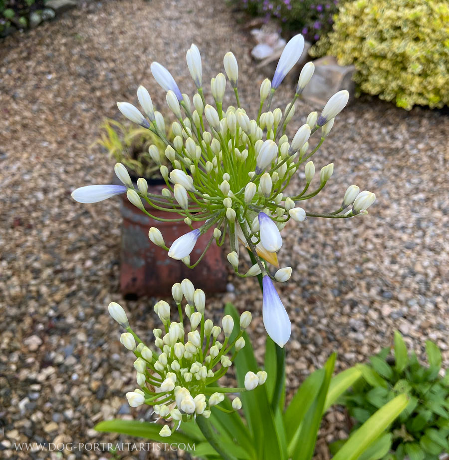 Cottage Garden