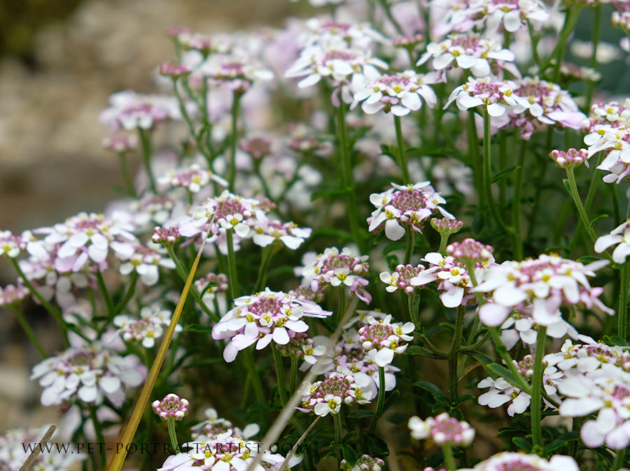 Welsh Cottage Garden