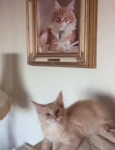 A beautifully framed oil portrait of Dudley the cat, perfectly placed on a wall, showcasing the thoughtful framing and attention to detail.