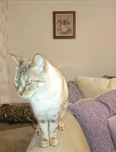 Barbara and Barrie Trumper with a portrait of Tia the cat, which perfectly captures her wistful essence, exceeding high expectations.